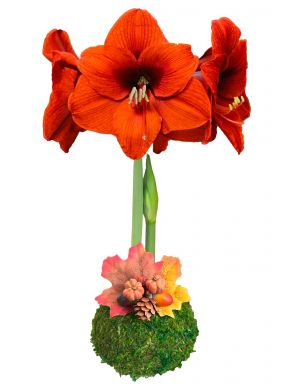 MASSIVE Festive Fall Moss Waxed Orange Sovereign Amaryllis Bulb with Charming Autumn Accents!!
